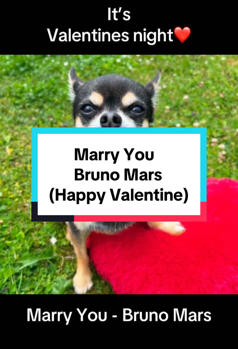 Happy Valentine’s Day. Will you MARRY me?❤️ #ValentinesDay #valentine #valentine2025 #marryme #bruno #brunomars #hunde #parody #comedy #couple #couplegoals #Love #chien #loveyou #dog #dogs #dogsoftiktok #doglovers #me #you #chihuahua #chihuahuas #puppylove  #puppydog #greatdane #happyvalentinesday 