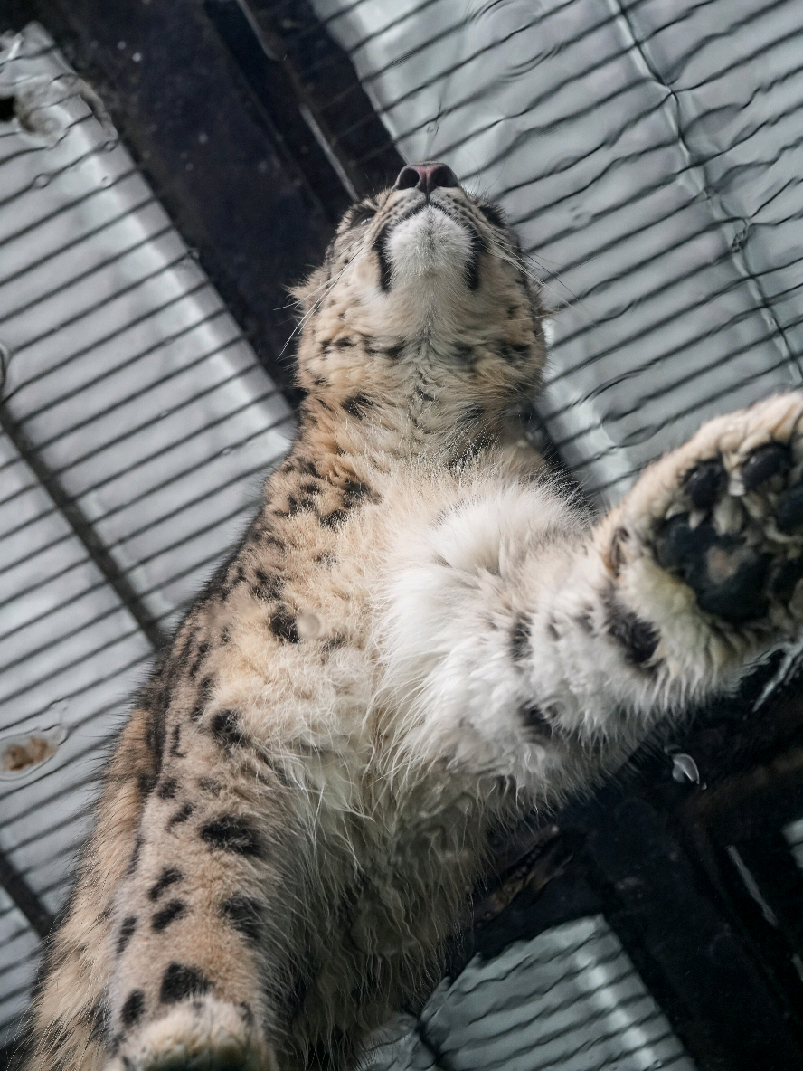 ヒメのウォーキング🐾🐾 ⁡ ⁡#いしかわ動物園 ⁡ ⁡ #ユキヒョウ ⁡ ⁡ #ヒメル 