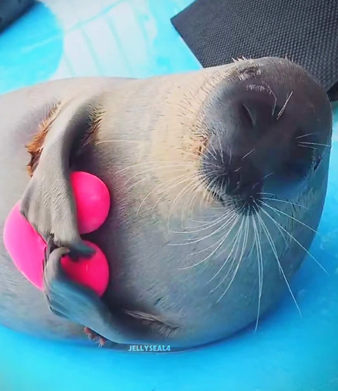 #SEALS || stop they’re SO cute, im going to explode. Source: tokkaricentre_official and sealfrenzy_official! #fyp #goviral #foryou #foryoupage #viral #seal #xyzbca #fypシ゚ #recommendations #jellyseal4 #yochan #cute #romantic #valentine #valentineday #heart #cuteseals #sealskiss 