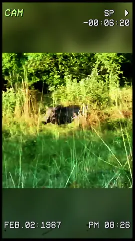The warthog is causing trouble again. #wildanimals #animals #foryou 