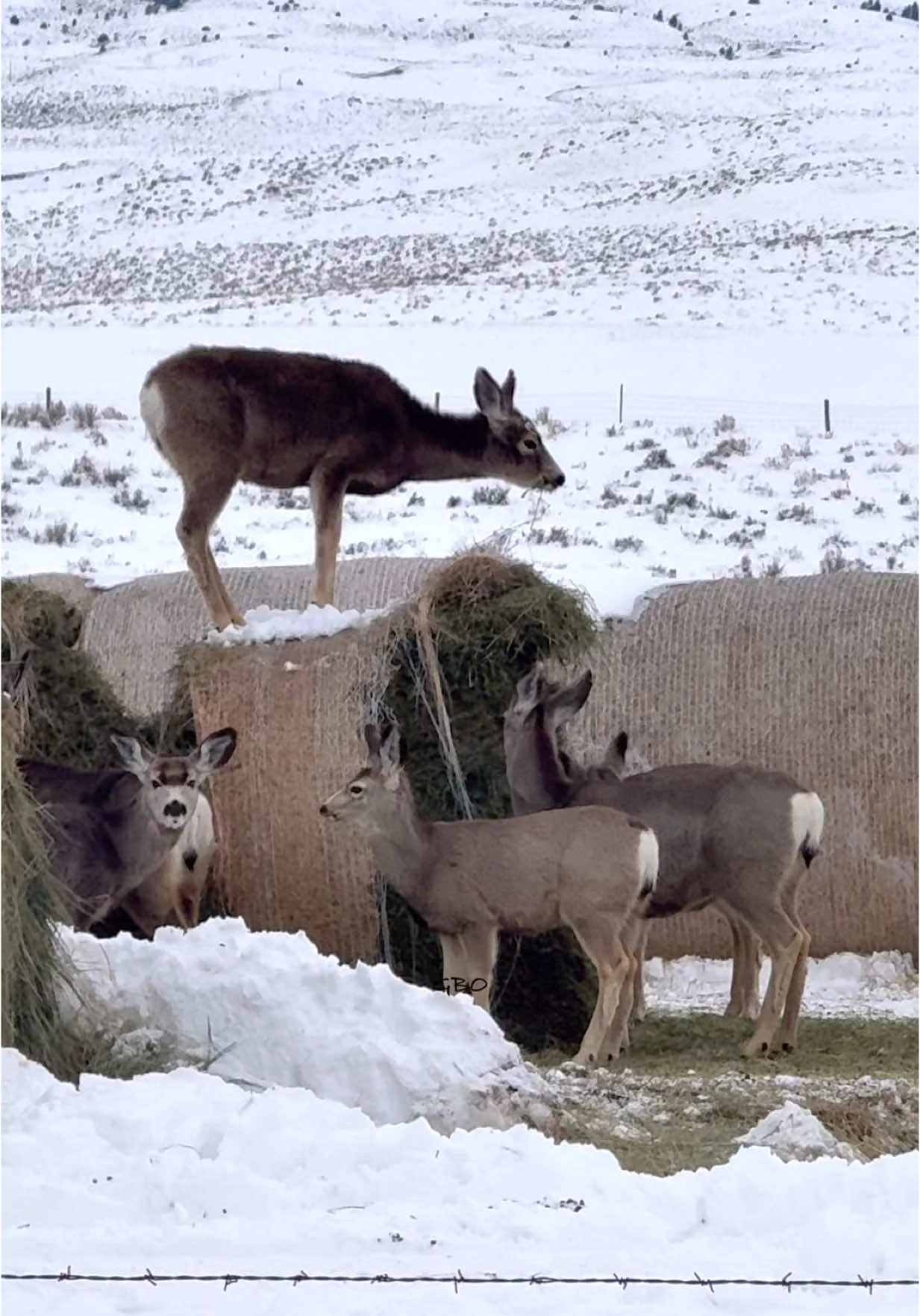 The farmer was a couple fields over (did you see the tractor?) so the mule deer helped themselves to the hay!   www.GoodBullGuided.com  #photography #wildlife #nature #montana #goodbull #deer #muledeer #buck #deer 