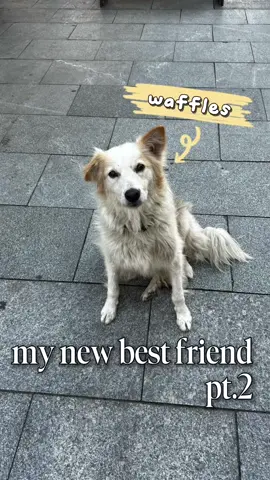 do you think waffles actually chose us bc i do 🥹😭🐶🧇 #dog #dogsoftiktok #dogmom #fyp #cute #CapCut 