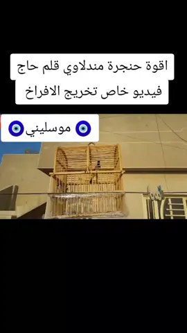 تغريد بلبل مندلاوي قلم حاج#موسليني #بلبل_عراقي_ابيض_الخدين 