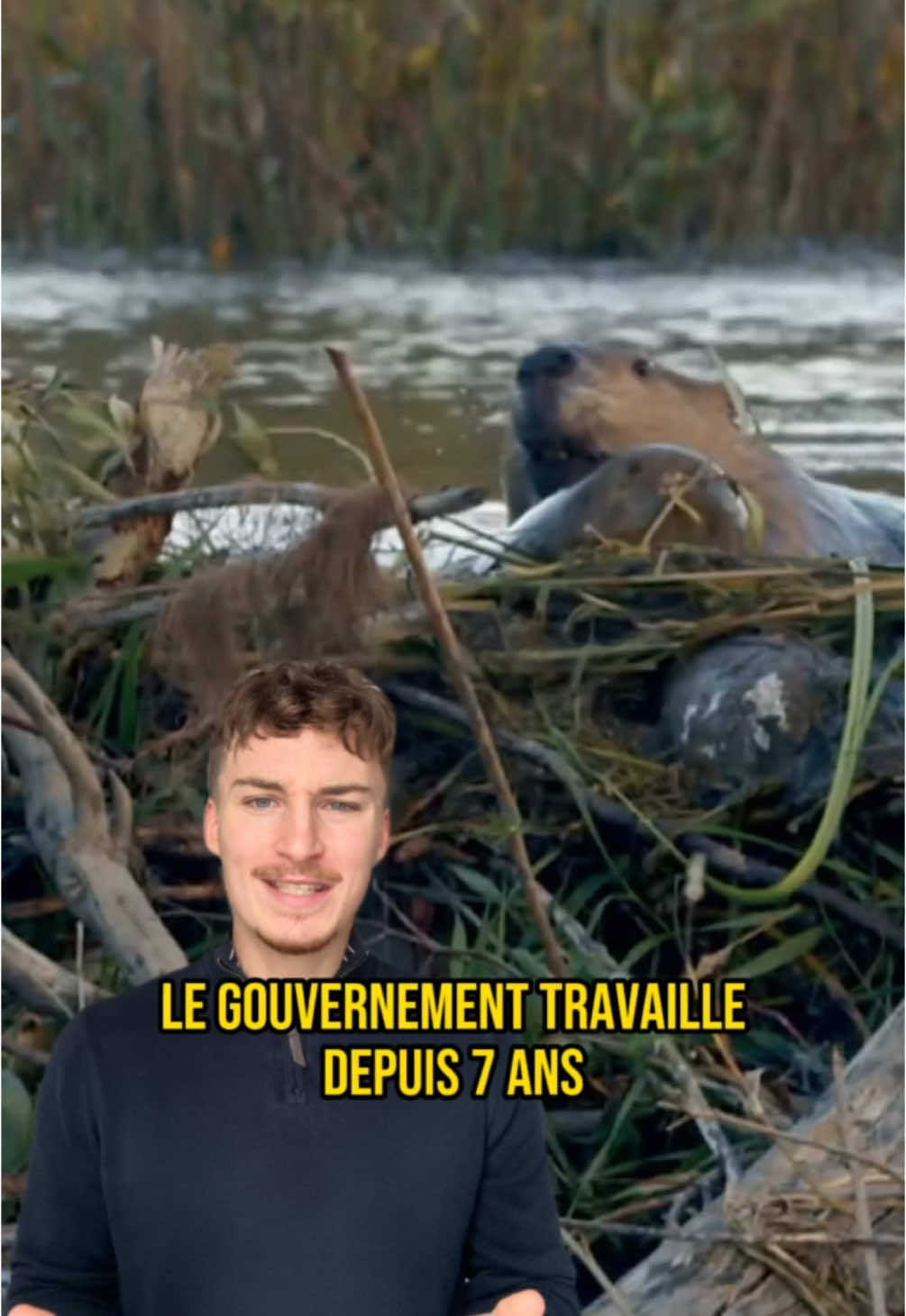 Vous pensez quoi du dilemme de la fin ? 🦫 Les castors sont des espèces grandement bénéfiques pour la biodiversité : en créant des zones humides, ils créent un espace propice à la prolifération de la vie. Il peut même permettre de ralentir voire stopper des incendies comme l’a prouvé l’étude “Impacts of beaver dams on riverscape burn severity during megafires in the Rocky Mountain region” d'Emily Fairfax et al., publiée en 2024. Bref, le castor est un allié de l’environnement 🍀 Pour autant, il peut aussi poser de sérieux soucis aux agriculteurs et éleveurs comme récemment dans l’est français. Désemparés, les maires et habitants de ces communes demandent un ordre de marche au gouvernement face à une espèce protégée qu’ils ne peuvent déranger. L’an dernier un agriculteur de  Saône-et-Loire a même été poursuivi en justice par l’OFB pour avoir démonté un barrage. Alors, que faire ? Dites moi ce que vous en pensez en commentaires ! #animal #nature #castor #beaver