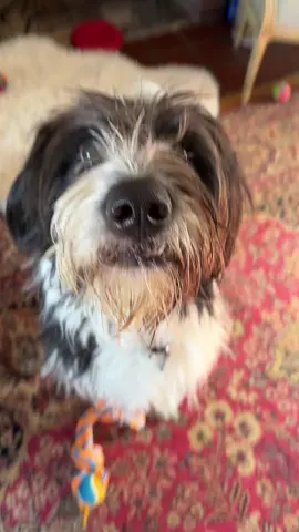 Anyone else cry watching their pet cam? #needydog #heslearning #puppy #iknowheneedsagroom #lipsyncingishard