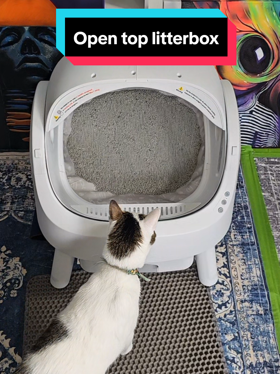 Replying to @nicoleclark0420 #petpivot #automaticlitterbox #litterbox #litter #cat #cats #catparents #opentop #mainecoon #siamesecat #siamese #tabbycat 