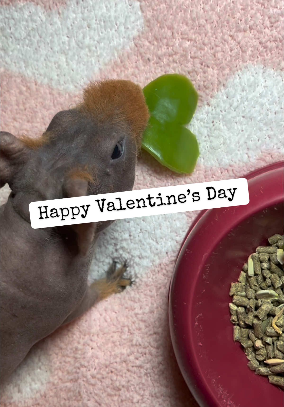 Happy Valentine’s Day from our tiniest Valentine ♥️🫑 #happyvalentinesday #cutepet #funnypets #skinnypig #fyp