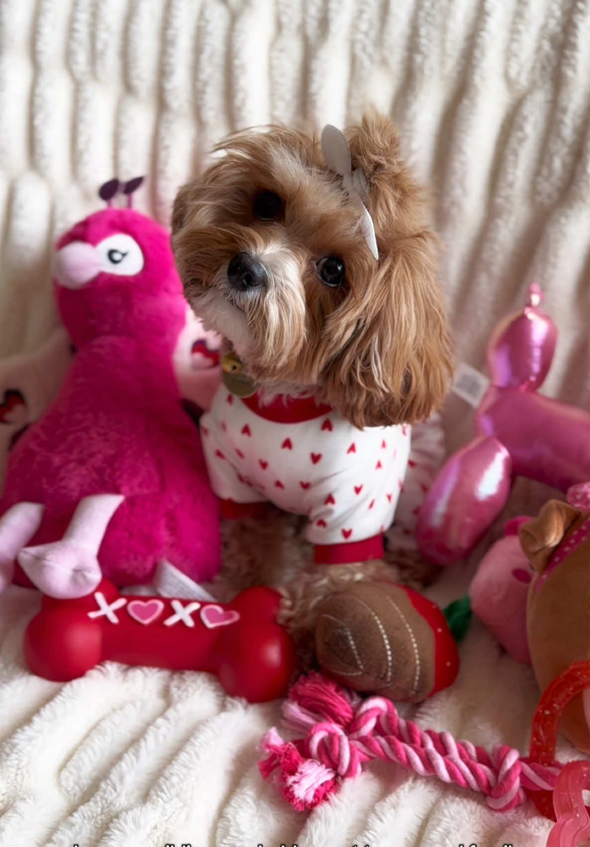 I still love her though. Happy Valentine’s Day! 🩷 #cavapoo #millenialdogmom #cavapoosoftiktok #cavapoopuppy #puppytok #doggo #puppy #puppiesoftiktok #cavapooworld #puptok #puppytiktok #pupper #floof #ValentinesDay @briannarosia 