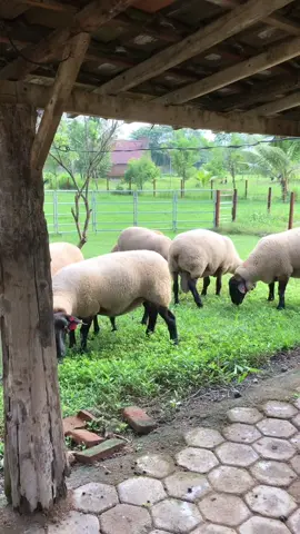 Angon sek  #harjolestarifarmjember #harlessuffolkstuds #suffolk #peternakmuda #peternakdomba #peternaksapiindonesia #fyp 