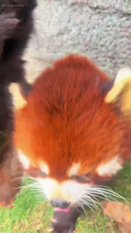 WOW!!! adorable red panda🍼🍼🍼 #amsr #foryou #ailurusfulgens #redpanda #fpy #zoo #cute