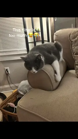 #aifilter hang on tight little lady🤠 #bullride #kitty #girlcat 