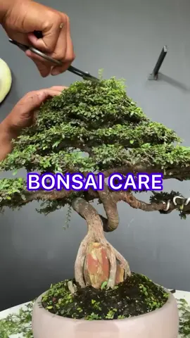 照顾盆景树 #saturday #bonsai #fypシ゚ #tree #viral #caring #for #nature #foryou 