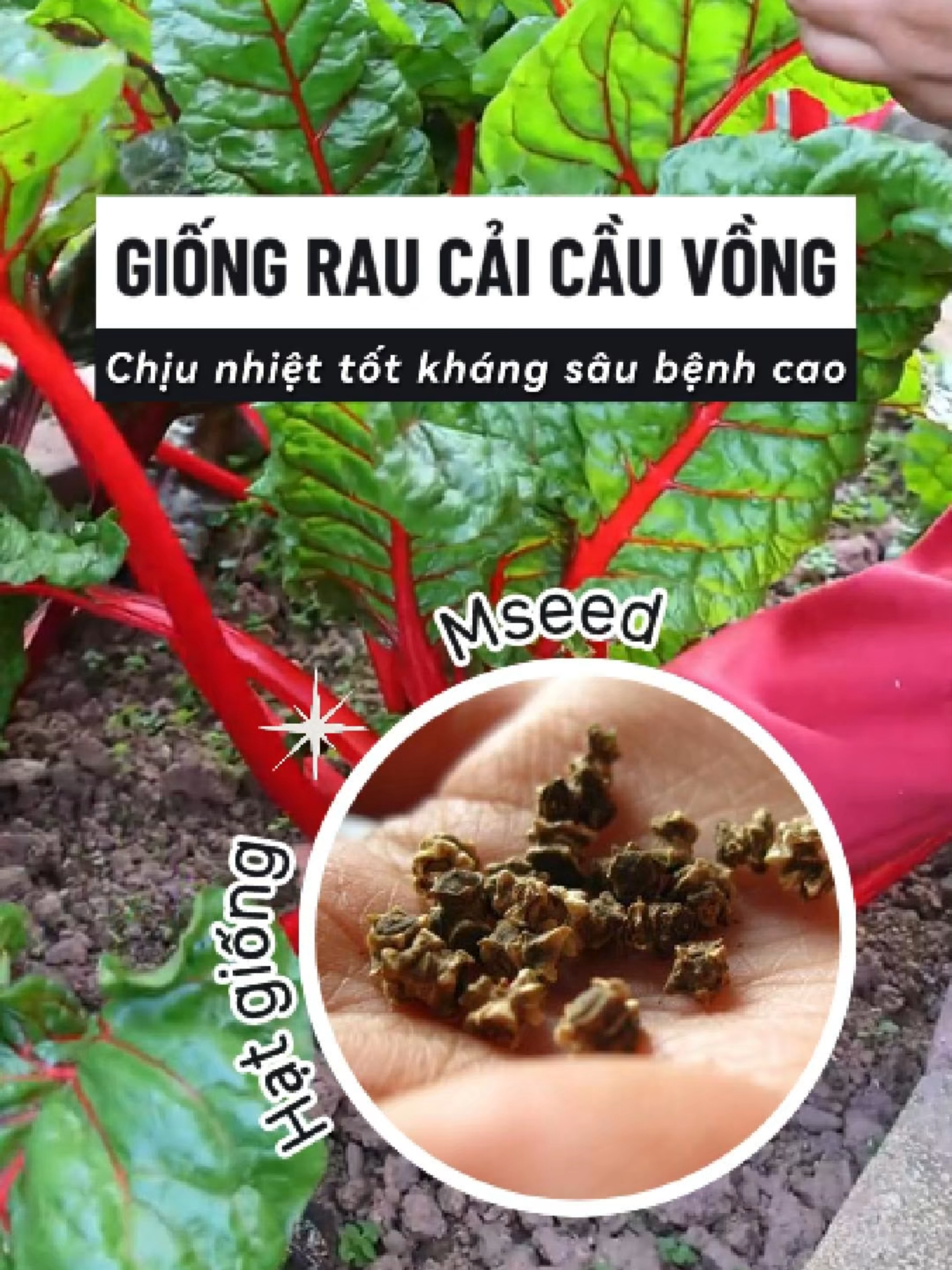 Giống Rau Cải Cầu Vồng Dễ Trồng Dễ Chăm Ít Sâu Bệnh. Thu Hoạch Nhanh Sau 30 - 45 Ngày #rau #raucai #caicauvong #raucaicauvong #hatgiong #hatgiongrau #hatgiongraucai #hatgiongraucaicauvong #hatgiongcaicauvong #trongrau #trongraucai #trongraucaicauvong #trongcaicauvong