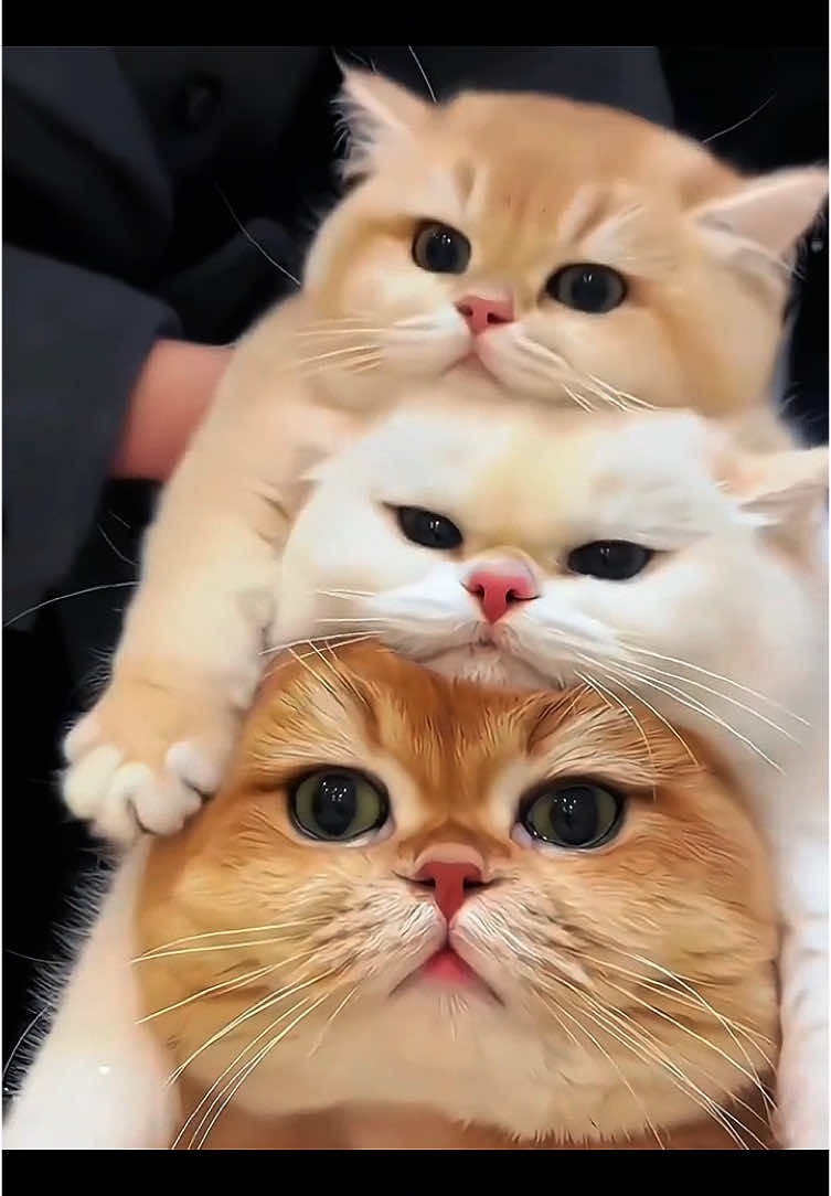 Do you love Kittens  ?#cats #kitten #cutepet #fyp #foryou #catsoftiktok 