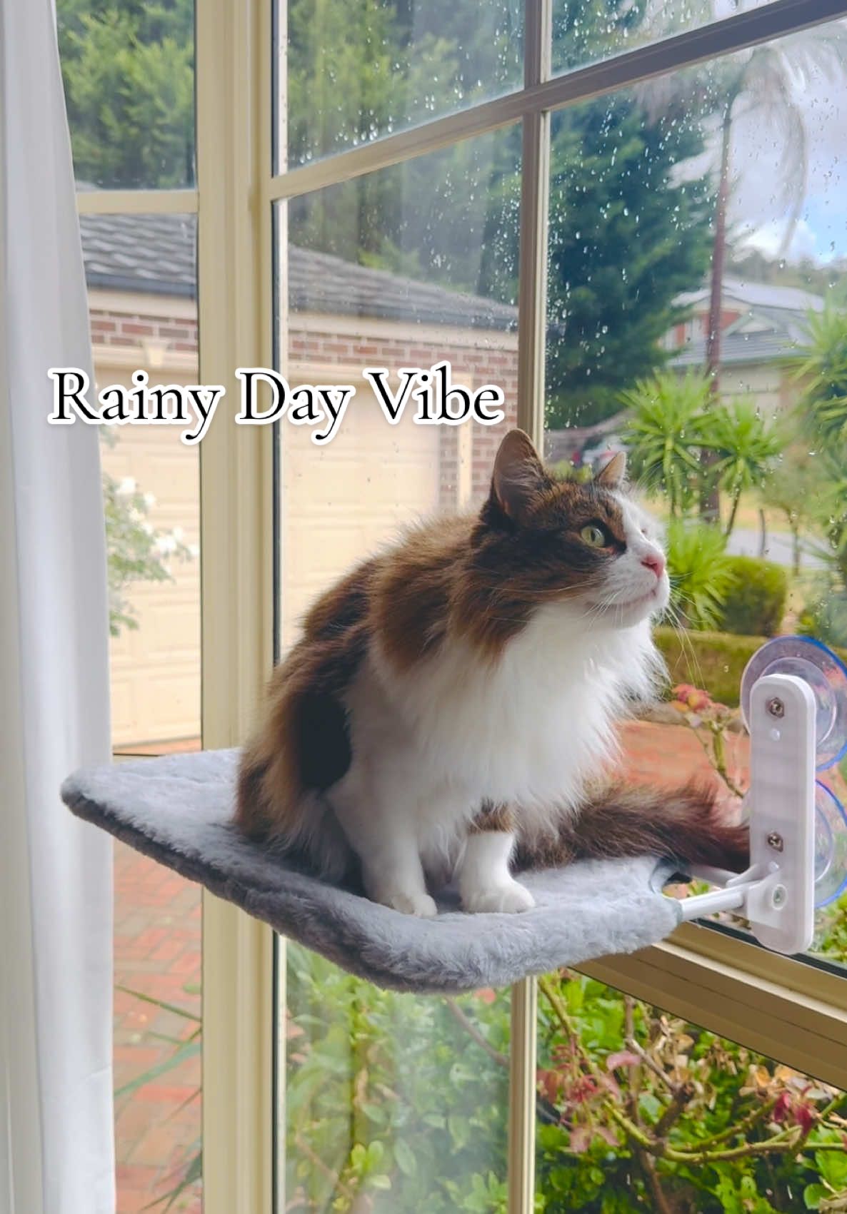 🌧️ Rainy days = the purrfect excuse to stay cozy! 🐾☁️ Jump up, curl up, stretch out, or keep an eye on the birdies outside 🐦👀—this Foldable Cat Window Hammock lets your kitty do it all! ✨ Space-saving & foldable—won’t get in the way when not in use! ✨ Super sturdy—strong suction cups keep your fur boss secure. ✨ Ultimate comfort—the best spot for rainy-day naps & bird-watching sessions. Your cat needs this hammock—shop now at PawPawUp! 🛒🐾 #CatHammock #WindowPerch #RainyDayVibes #BirdWatchingCat #CatNapGoals #FelineLuxury #CozyCat #CatPerch #CatLover #PetEssentials #SpoiledCat #IndoorCatLife #WindowSeat #KittyComfort #PetFurniture #SpaceSaving #FoldableDesign #CatMomLife #CatDadApproved #CatStagram #HappyCat #PawPawUp #ShopPetSupplies #LuxuryCatLife #PurrfectSpot #SleepingCat #CatsOfInstagram #PetShopOnline #AustraliaPets #catwindowhammockinstructions 