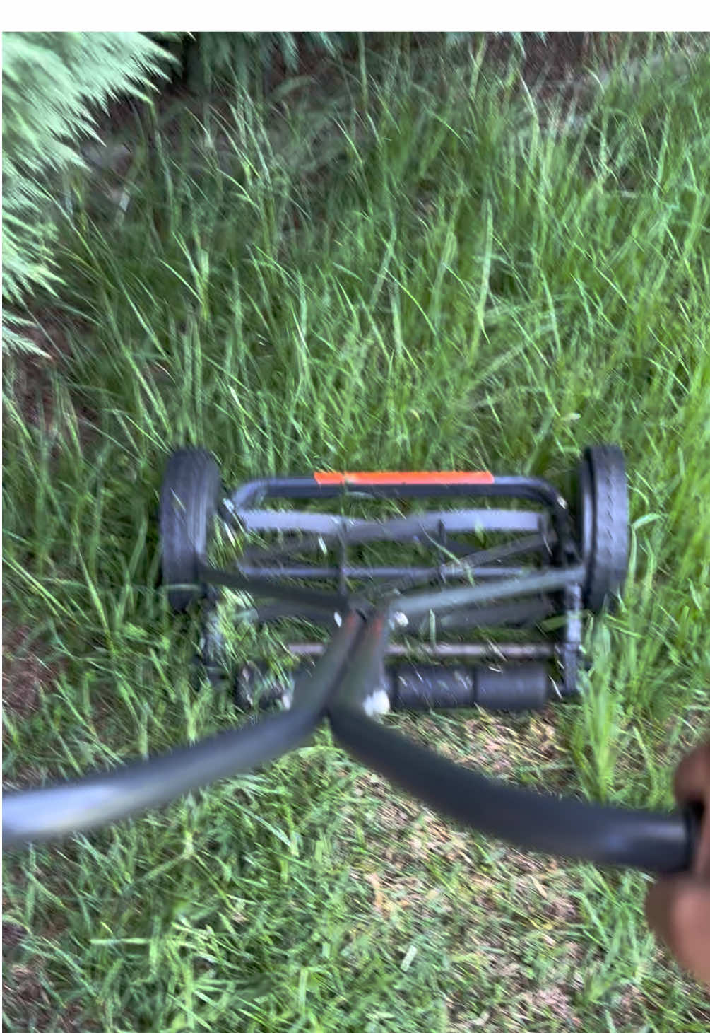 Flymo H40 hand push lawnmower vs LONG grass. #flymo #handpusower #reelmower #gardening #lawncare 