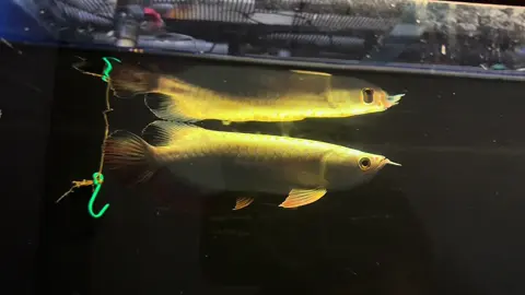 New Stock Full helmet Golden Head 25-26cmCross Back #golden head#crossbackarowana #malaysia