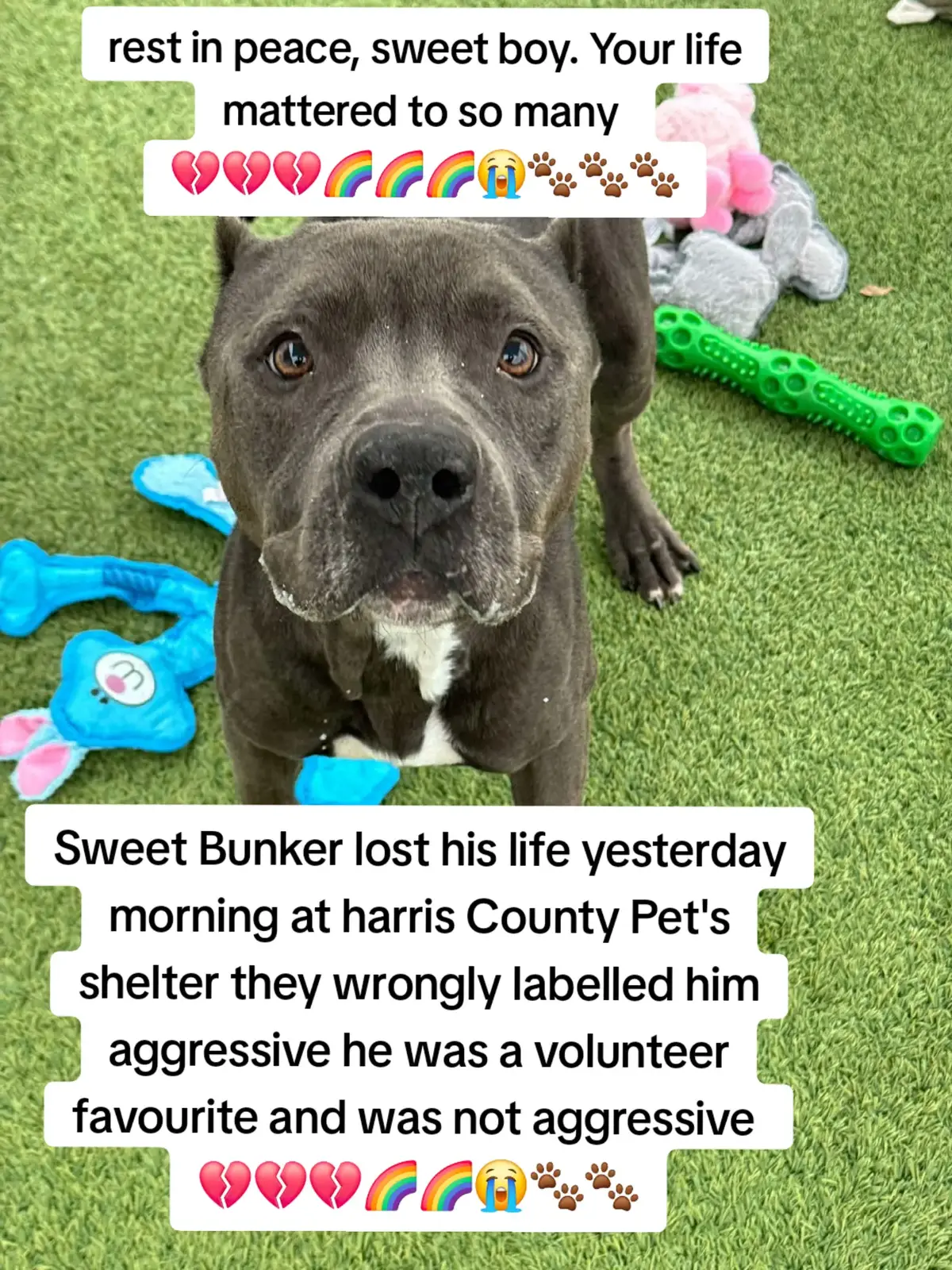 BUNKER WAS 1 OF 18 HEALTHY DOGS WHO LOST THEIR LIVES YESTERDAY MORNING AT HARRIS COUNTY PET'S SHELTER IN HOUSTON TX.  REST IN PEACE SWEET BABIES YOUR LIVES MATTERED TO SO MANY.  💔💔💔🌈🌈🌈🌈😭😭😭🐾🐾🐾🐾🐾🐾🐾🐾🐾 PLEASE GIVE @Rescue Dog Army A FOLLOW  PLEASE HELP BE THERE VOICE 🙏  #adopt #foster #rescue #resuedogarmy #harriscountypets #savealife #euthlist #FYP 