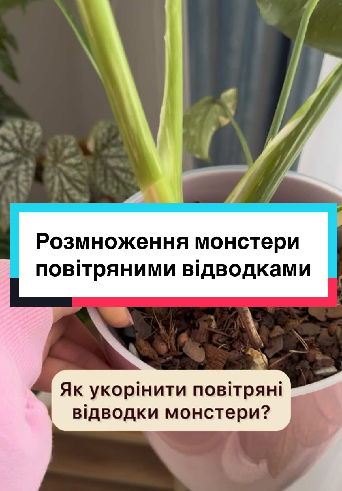 Як укорінити монстеру? Повітряне коріння монстери Як розмножити монстеру? Монстера тайське сузірʼя