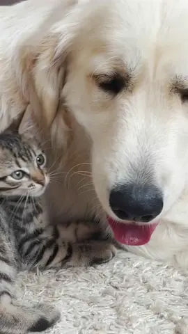 Golden Retriever REFUSES to Share His Toy with Tiny Kitten – HILARIOUS Reaction! 🐾😂