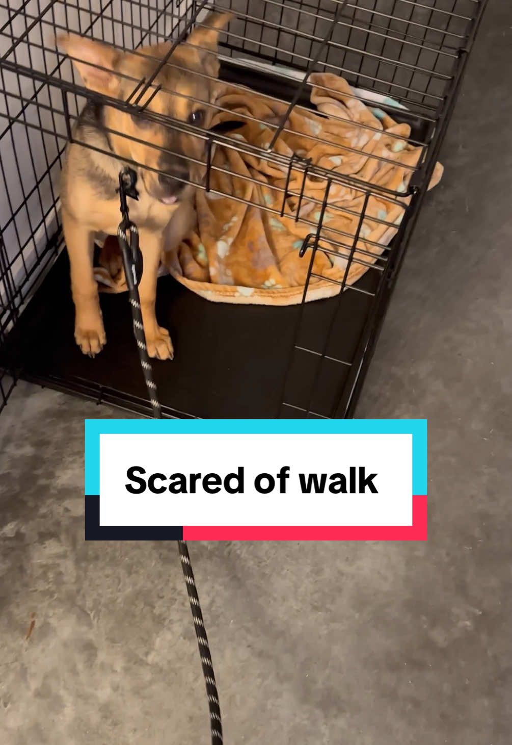 When Cactus first came home he was scared to do anything and would often run and hide in his crate! I just came across this video of trying to take him out for a walk. It’s crazy to think of how much of a process it was to do the simple things he loves now!