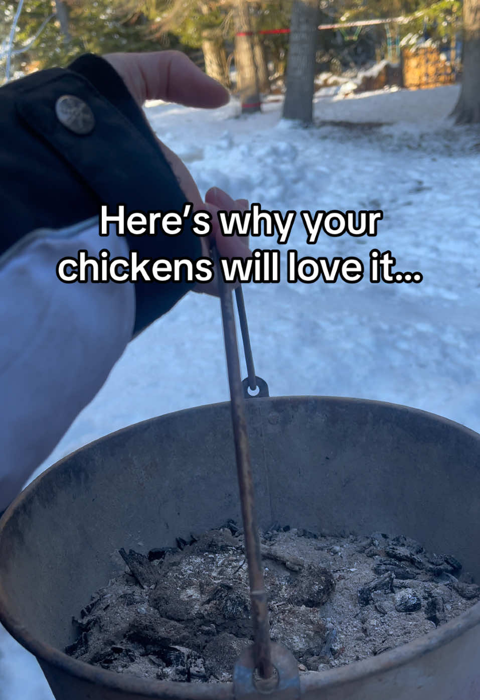 Caption: Wood stove ash is a coop essential! It controls pests, reduces odor, and keeps your chickens’ dust baths top-notch. Don’t toss it—use it! #BackyardChickens #HomesteadHacks #ChickenCoopTips #NaturalPestControl #HealthyFlock 