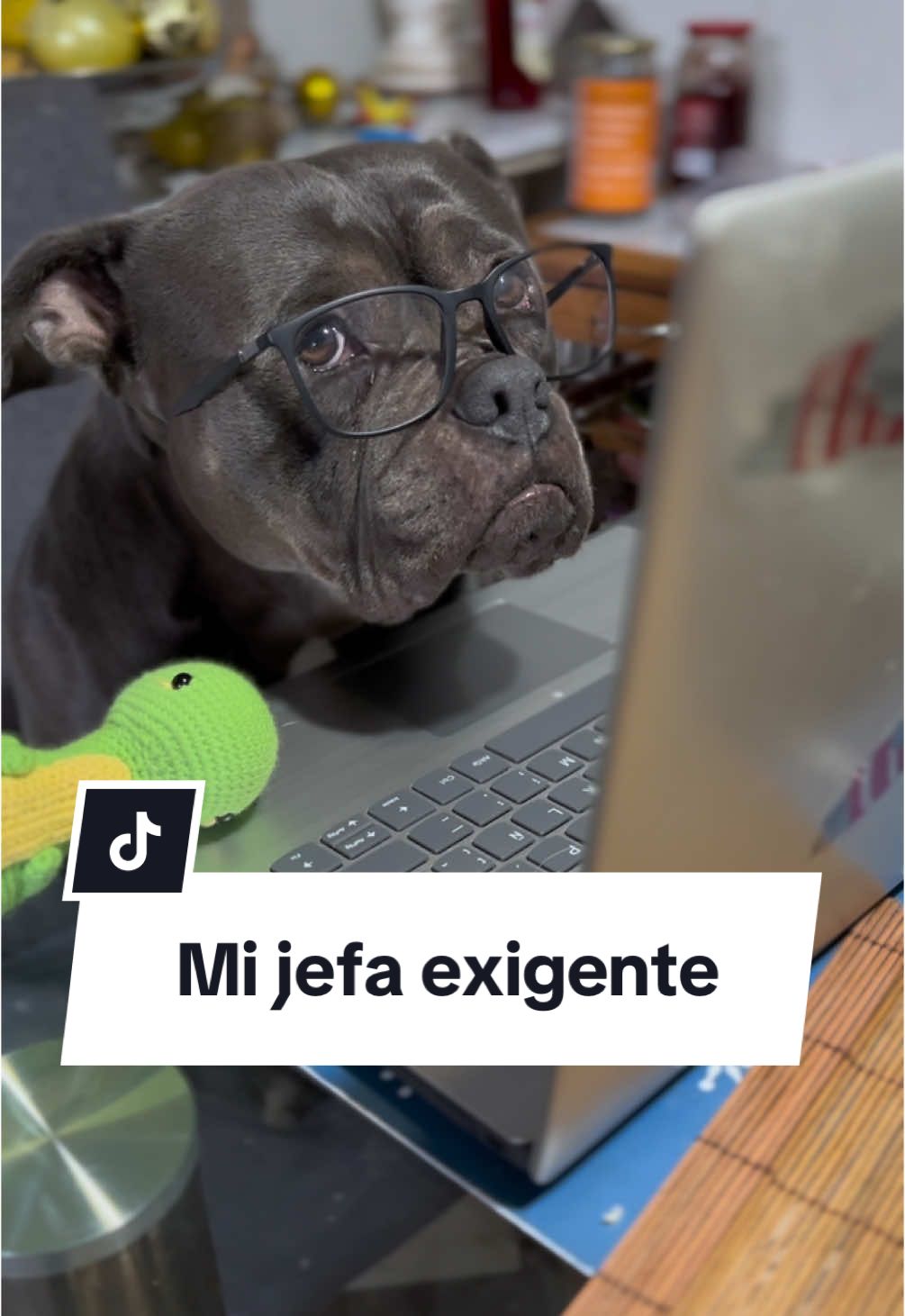 Una jefa exigente 🥲 #doglover #perritos #dogdad  #feedback #soymamáperruna #dogmom #mamáperruna #khambathebully