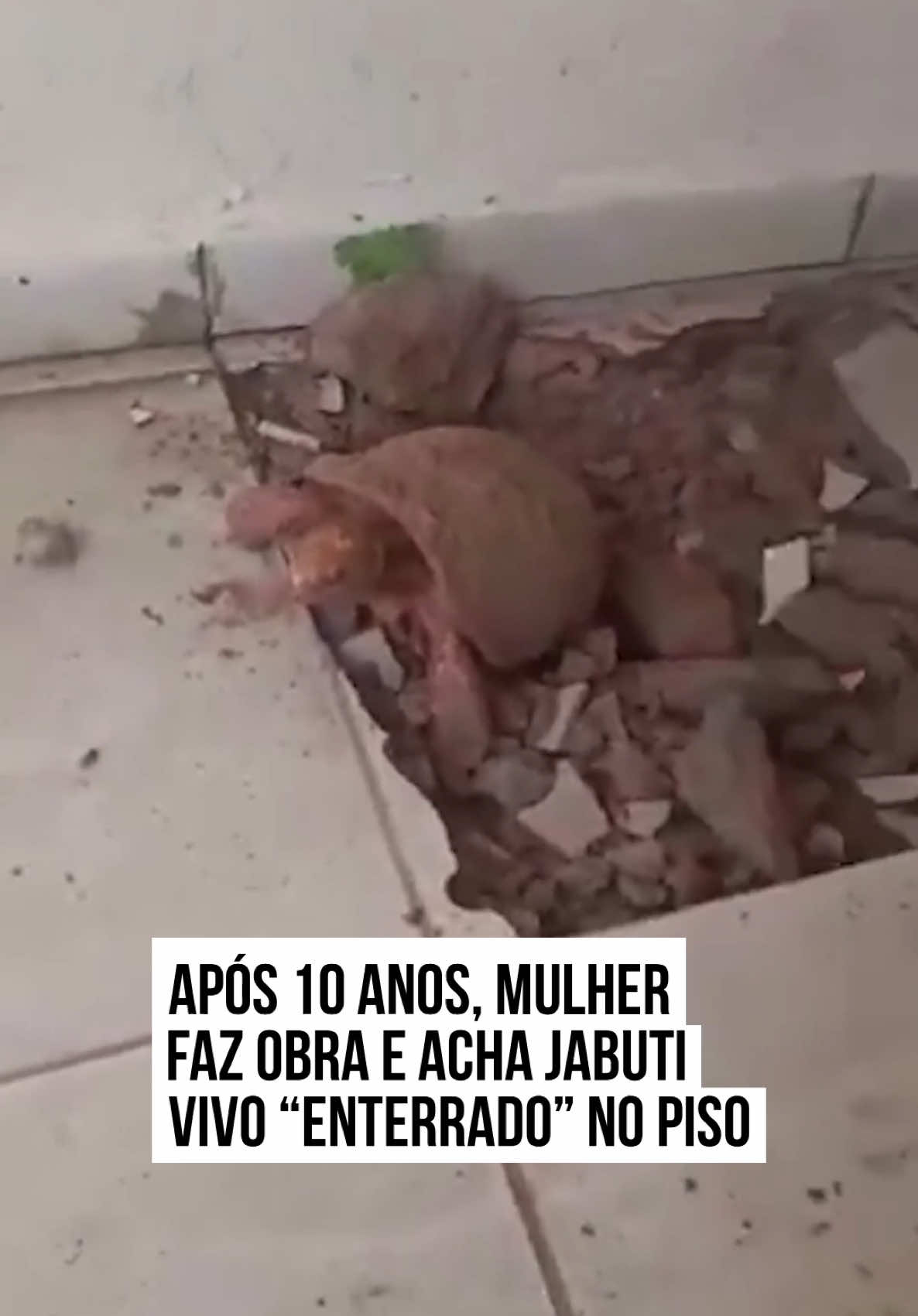 🐢 A busca por uma infiltração na casa de Luiza Coelho da Cruz Aguiar, 65 anos, aparentemente seria algo simples, mas se tornou uma história de #filme. Ao quebrar a cerâmica para achar a solução para o problema residencial, a moradora de Itacajá (TO) encontrou o “Vitorioso”, como foi batizado mais tarde o #jabuti que estava havia cerca de 10 anos vivendo embaixo do piso. O caso aconteceu no dia 7 de fevereiro, mas o momento em que o pedreiro achou Vitorioso viralizou nesta semana na #internet, chamando a atenção dos internautas.  Ao Metrópoles, Luiza Coelho disse que estava observando que três cerâmicas onde o #animal foi encontrado estavam “inchadas”, mas ela nunca imaginaria que encontraria um animal vivo ali. A aposentada pediu para que o pedreiro quebrasse o chão, onde acreditava que estaria a origem do problema da infiltração. O profissional foi quebrando o piso e, a cada martelada, Vitorioso ia dando as caras. Ao Metrópoles, a aposentada disse que não acreditou no momento em que viu o jabuti saindo de baixo do piso. O susto foi grande quando viram o jabuti, pois não havia buracos que poderiam justificar a chegada do animal até aquele local. “Com certeza, ele sobreviveu debaixo dessa cerâmica. Tanto que ele tem uma deformação no casco dele. Eu acredito que seja imprensado por alguma cerâmica. Eu suponho que seja do cascalho, quando veio o cascalho do cerrado. Eu nunca criei jabuti”. Luiza há cerca de 10 anos realizou um aterramento em uma área de sua casa, onde utilizou cascalho. Ela acredita que Vitorioso chegou até a residência junto com o cascalho e cresceu embaixo da cerâmica. #TikTokNoticias