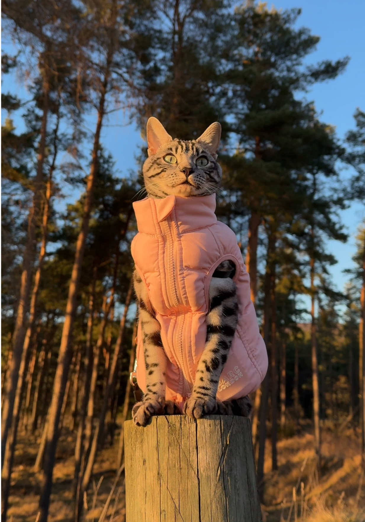 Queen of the Jungle 🐆 wearing my stylish puffer jacket from @Barc London to keep me warm 🥰💗