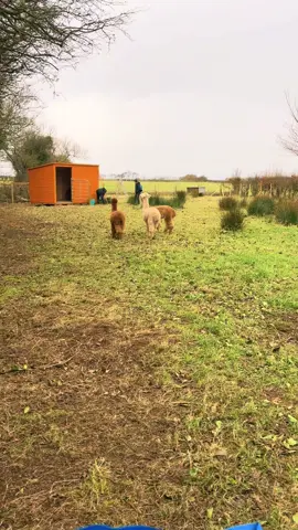 Alpacas watch everything 🤣👀🦙 #AlpacaLife #BinevenaghAlpacas 🫶🦙🦙🦙💙