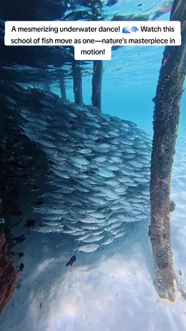 The ocean never fails to amaze! This breathtaking school of fish gliding together is like an underwater ballet. Who else wants to dive into this paradise? 🌊✨ #UnderwaterMagic #OceanLife #SchoolOfFish #DeepBlue #MarineWonder #NatureLovers #SeaCreatures #ScubaDiving #ExploreTheOcean #WildlifePhotography #AquaticBeauty #FYP #ForYou #ViralNature