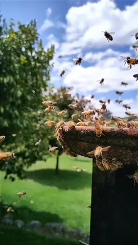 Honey Bee 8K Ultra HD - #viralvideo #capcut #nature #entertainment #4upage #trending #travel #4kultrahd #8k #4K #shorts #viraltiktok #4you #art #trendingnow #duet #foryoupage #fun #reels #fyp #honeybeez #bee #bees #fypシ #fypシ゚viral #parati #usa #usa_tiktok #100k #naturelovers