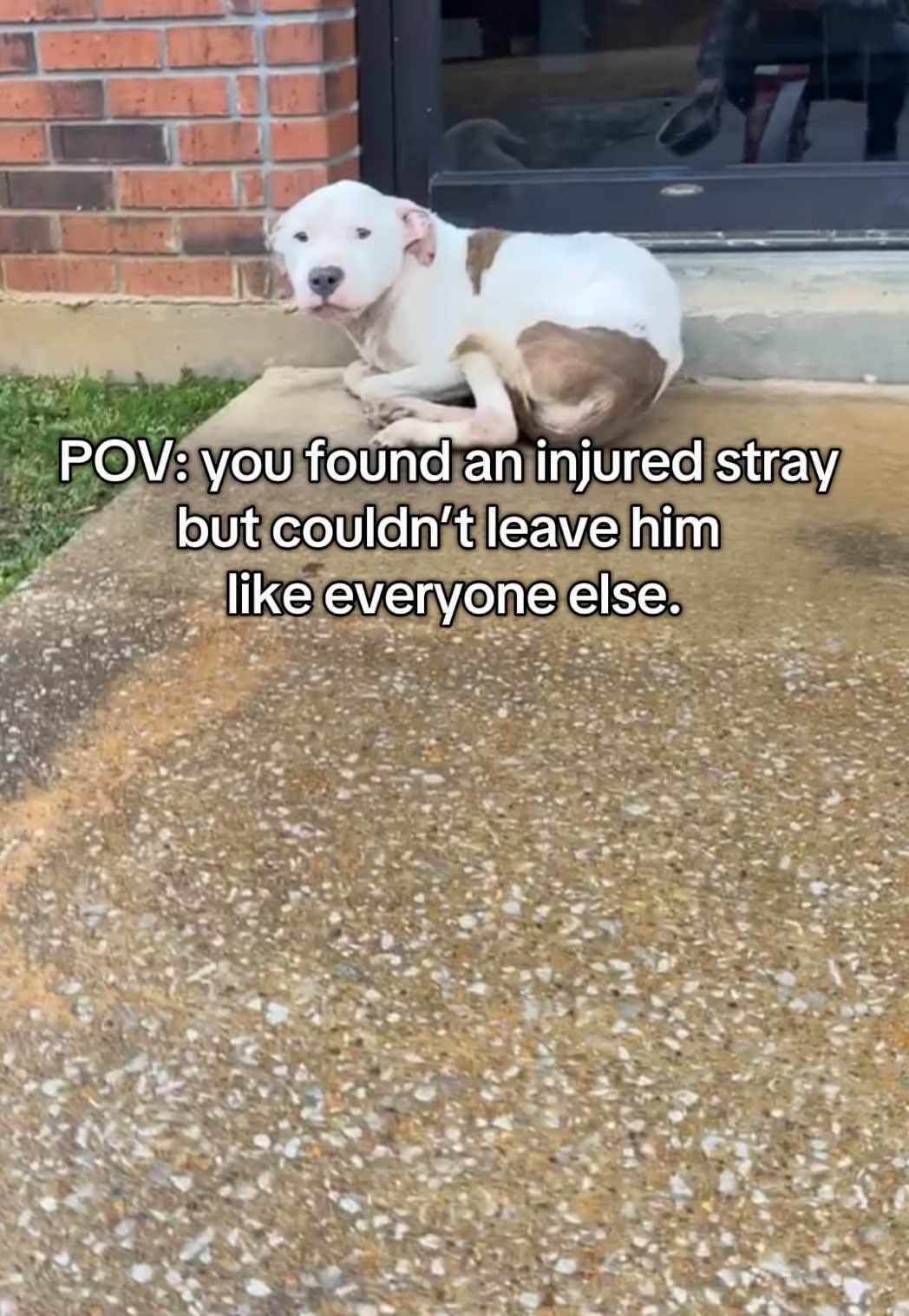 Meet Kratos. He was abused and abandoned by a local factory. I got a call telling me to go feed a dumped dog because he was starving and nobody helped him besides feeding him. So when I saw the condition he was in I immediately told myself I’m not leaving him. Once I got him in my car and told my family they said that everyone said he was aggressive and nobody could approach him. I didn’t believe that because he absolutely fell in love with me the moment he realized I was there to help. When I took him back to my house I had my sister in law’s grandpa help care for him while I worked and turns out he is very reactive to men but with love and care from him, he now loves every person he meets. I also posted him on Facebook to find a foster or rescue for him but nobody wants nor can take him so for now he is my 7th dog until we find him a forever home. He limps because he does have a small fracture but the vet decided not to give him a splint but to get him to rest! A huge thanks to the stranger 70 miles away for paying for all his vet visits! I currently do not have the money for another dog but this thoughtful man stepped up and helped a huge amount!! Thank you and I’m not sure how I could ever repay you!                                                      If you are interested in helping Kratos find a foster or a forever home please let me know! He is located in walnut Mississippi! I will be doing a background check on anyone who wants him! I refuse to let him go through what he did again! #foryoupage #dogsoftiktok #fyp #foryou #fypシ #pitbull #pitbullsoftiktok #mislabelingkills #pitmix #abandoneddog #abused #injureddog #bullbreed #rescuedog 