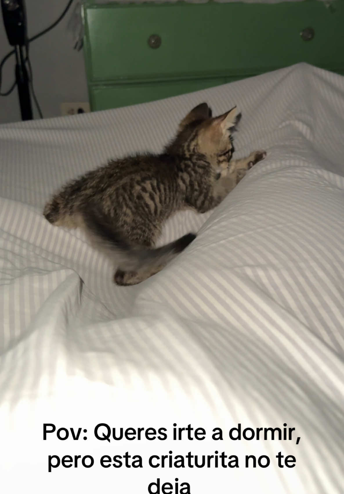 Tranqui la bendi por suerte 🫠🫠🫠 #gatosgraciosos #andateadormir #yppppppppppppppppppppppp #mascotastiktok #gatoloco 