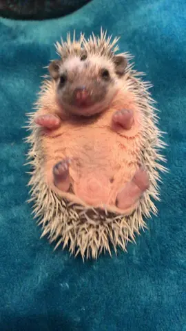 Wee baby cries. 🥹 Hedgehogs make noise as babies or during breeding. However, if you have an adult hedgehog making this noise, It could be cause for concern. Most of the time it could be an indication of pain. If you ever hear this nose please reach out to your vet!  #babyhedgehog #hedgehog #hedgiesinthepines #hitp #pnwhedgies #hedgehogsoftiktok #pets #baby #westernwashington 
