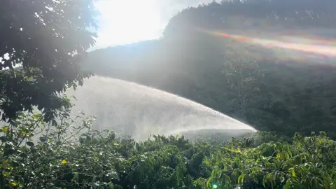 Mẫu béc tưới Btx mua về chỉ sài . K cần chế cháo gì hết luôn nhá các bác . Cũng khá ổn ạ #CapCut #chuong48 #xunghuongtiktok #cafe #béctuoi 