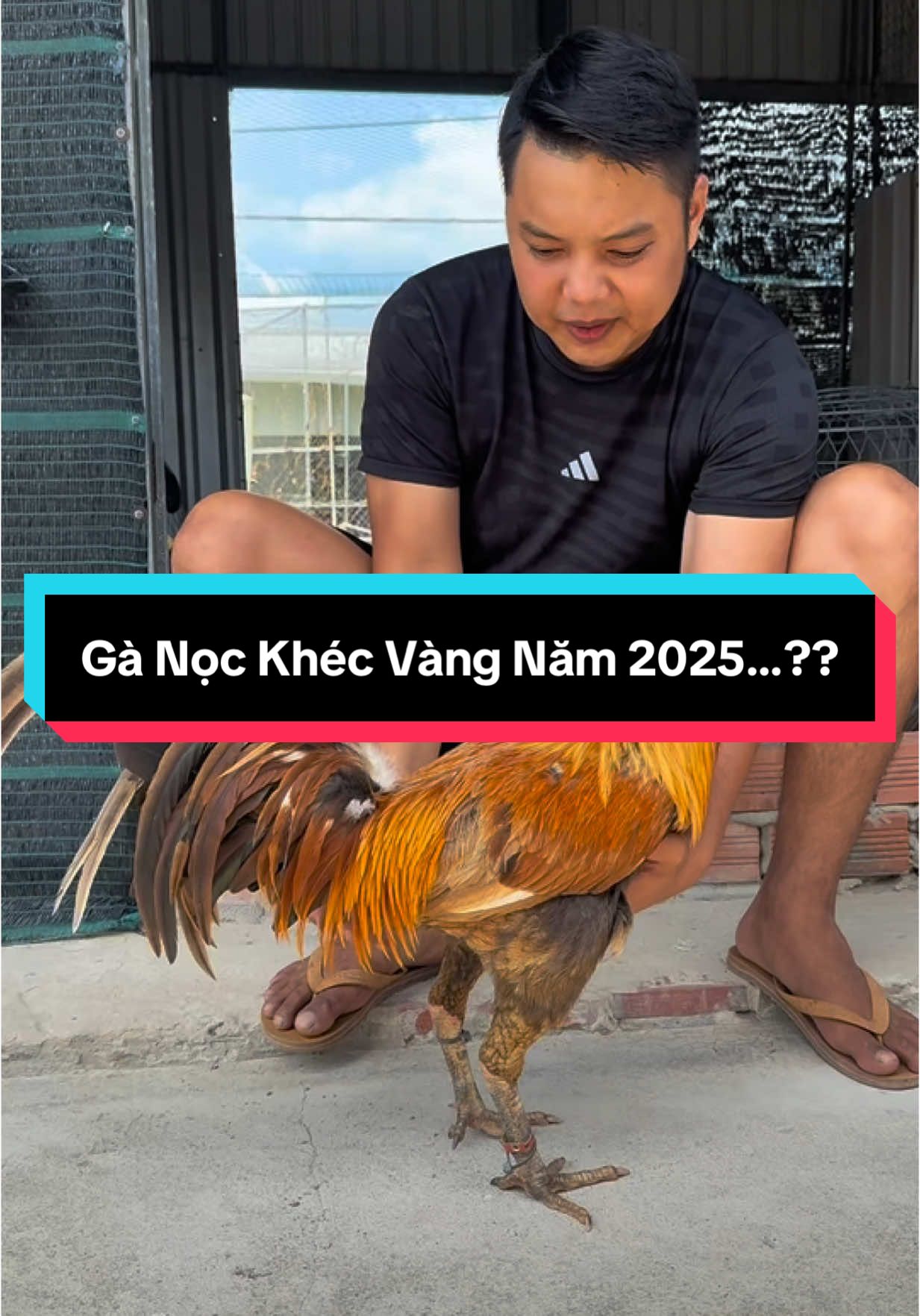 Có Gà Gold Chứ Không Có Anh Bình Gold 🤣🤣 @Trại Gà Lâm Thành Hón- KM #traigalamthanhhon 