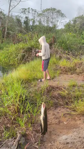 Seru jga ledekin orang🤣 #fishing #4upage #fyp #angler #toman #gabus #storymancing #mancing #foryoupage #daido 