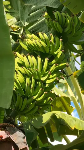 Banana Prata Gorutuba  #frutas #nordesteagro 