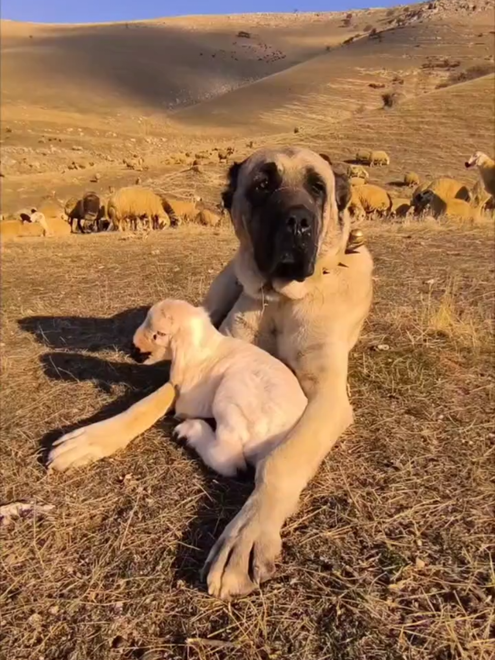 Kangal Köpeğinin Dostluğu 🐕❤️🐑 #koyun #kuzu #lamb #Sheep #cuteanimals #köyhayatı #doğalyaşam ##naturallife #villagelife #Farm #çoban #Köpek #dog 