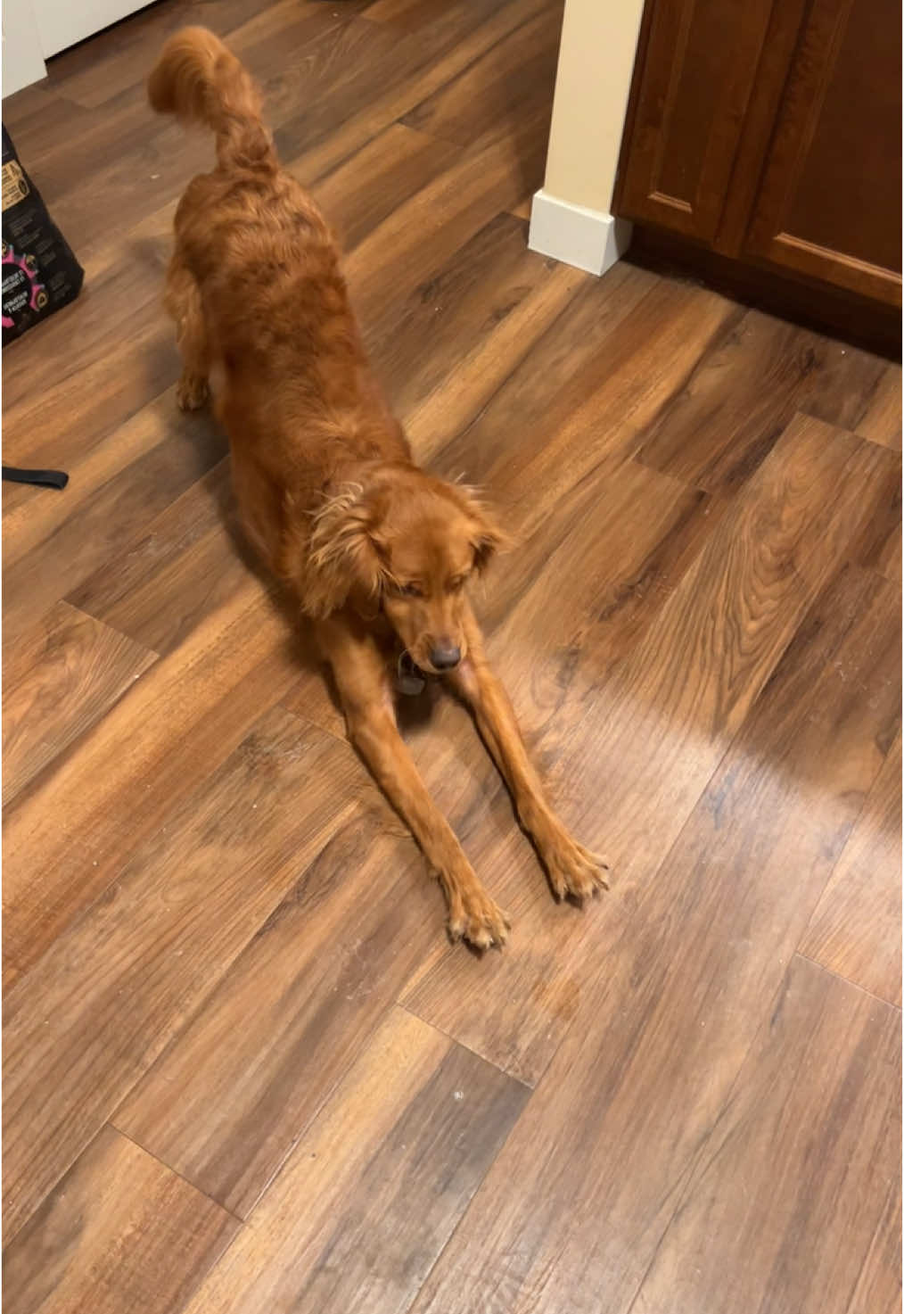 Buzz big Sunday morning stretch  #golden #goldenretriever #dog #stretch #stretching #morning #yoga 