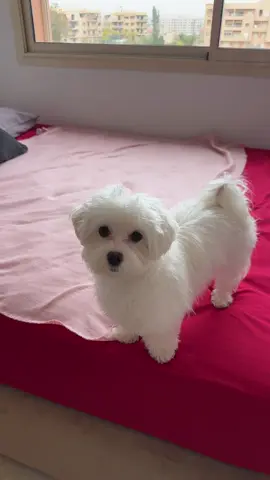 I feel like she doesn't care 🤣 #maltese #puppy #maltese #babylove 