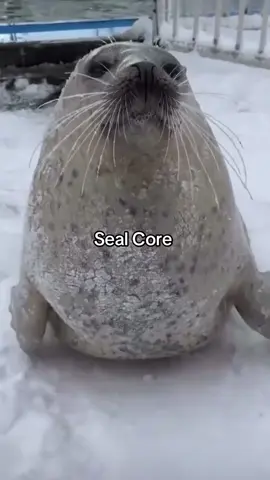 #cute #seal #sealion #animal #funnyy #baby #viral 