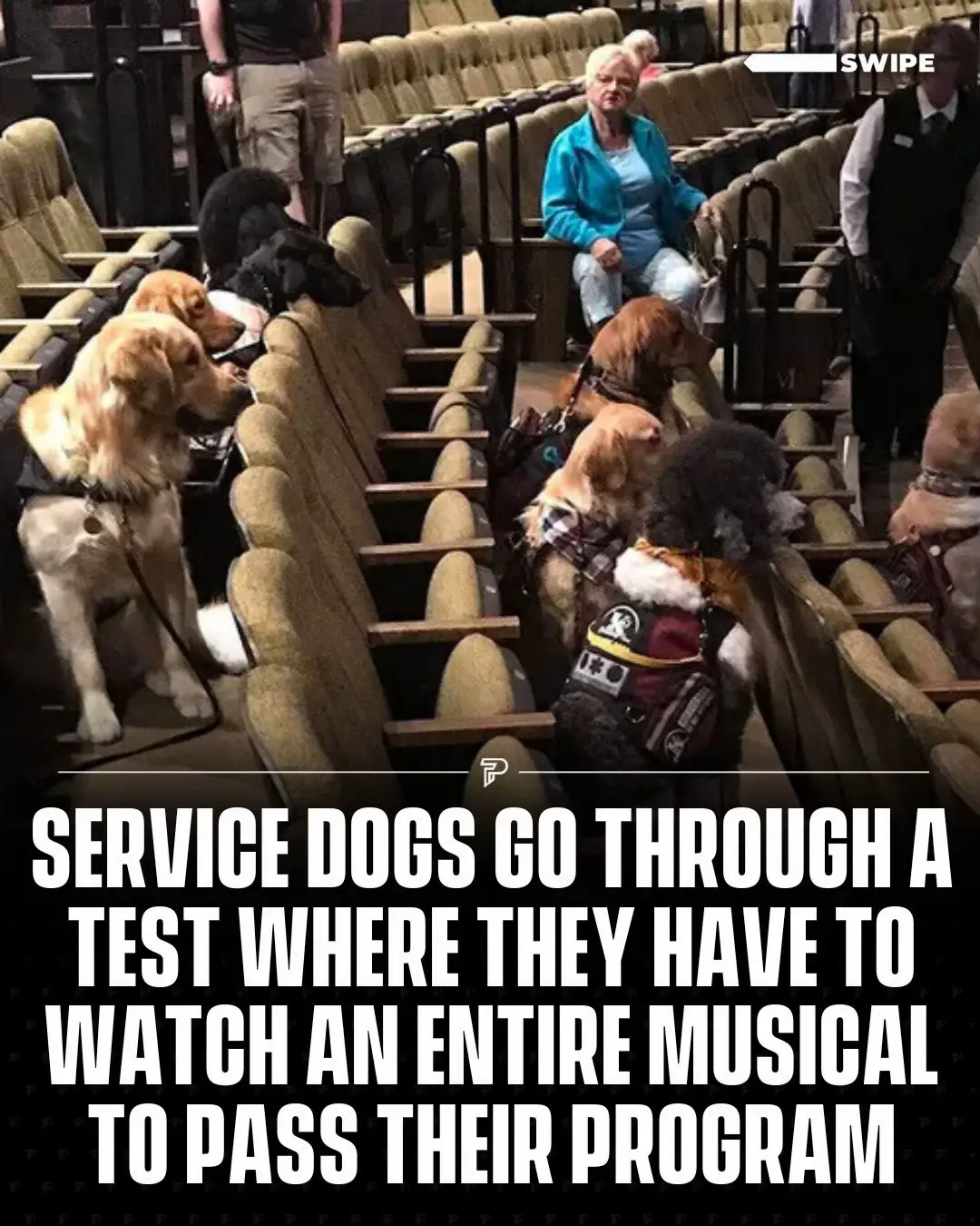 A group of Canadian service dogs recently attended a live performance of Billy Elliot: The Musical at the Stratford Festival as part of their training.  The exercise helped them acclimate to the sights and sounds of a theater, ensuring they remain calm in distracting environments. Guided by handlers from K-9 Country Inn Working Service Dogs, the dogs sat quietly through the show, demonstrating their readiness to assist their future owners in public spaces.  #RoadTo17Million #Pubity  (📸: IG/@stratfest @k9countryinnservicedogs)