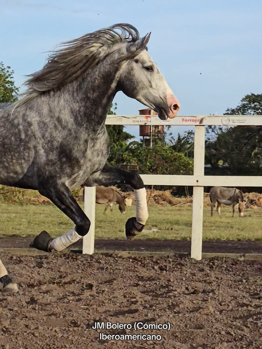 Lo conocí de potrillo al #JMBolero #paratii #hipicosnicaragua🇳🇮 #geneticadecampeones #OMCABALLOS #BellezaEnMovimiento #pasionporloscaballos #caballostiktok #mexico🇲🇽 #caballosiberos #caballosbailadores 