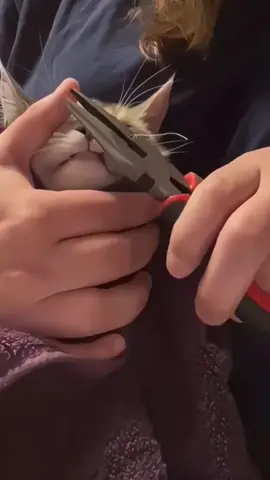 Cute kitten. A fishing hook was stuck in the kitten's mouth. He could not feed, he could not survive due to infection and hunger. Thank God he was seen and helped. #rypシ #cat #kitty #kitten #cats #catlover #animallover 