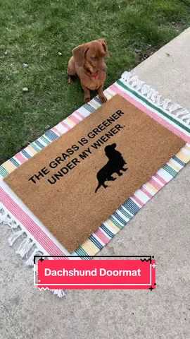 The grass is greener under my wiener. 😂 Tag someone with a wiener dog. 👀  Available to order on my website in my “animal doormats” collection! 🙌🏼 #doormat #dachshund #DIY #decor #creatorsearchinsights #diydoormat #doormats #art #dachshunddoormat #diycraft #wienerdog #customdoormat #SmallBusiness #homedecor #diyhomedecor #diyproject #sausagedog #dachshundlove #dogs #doglover #handmade
