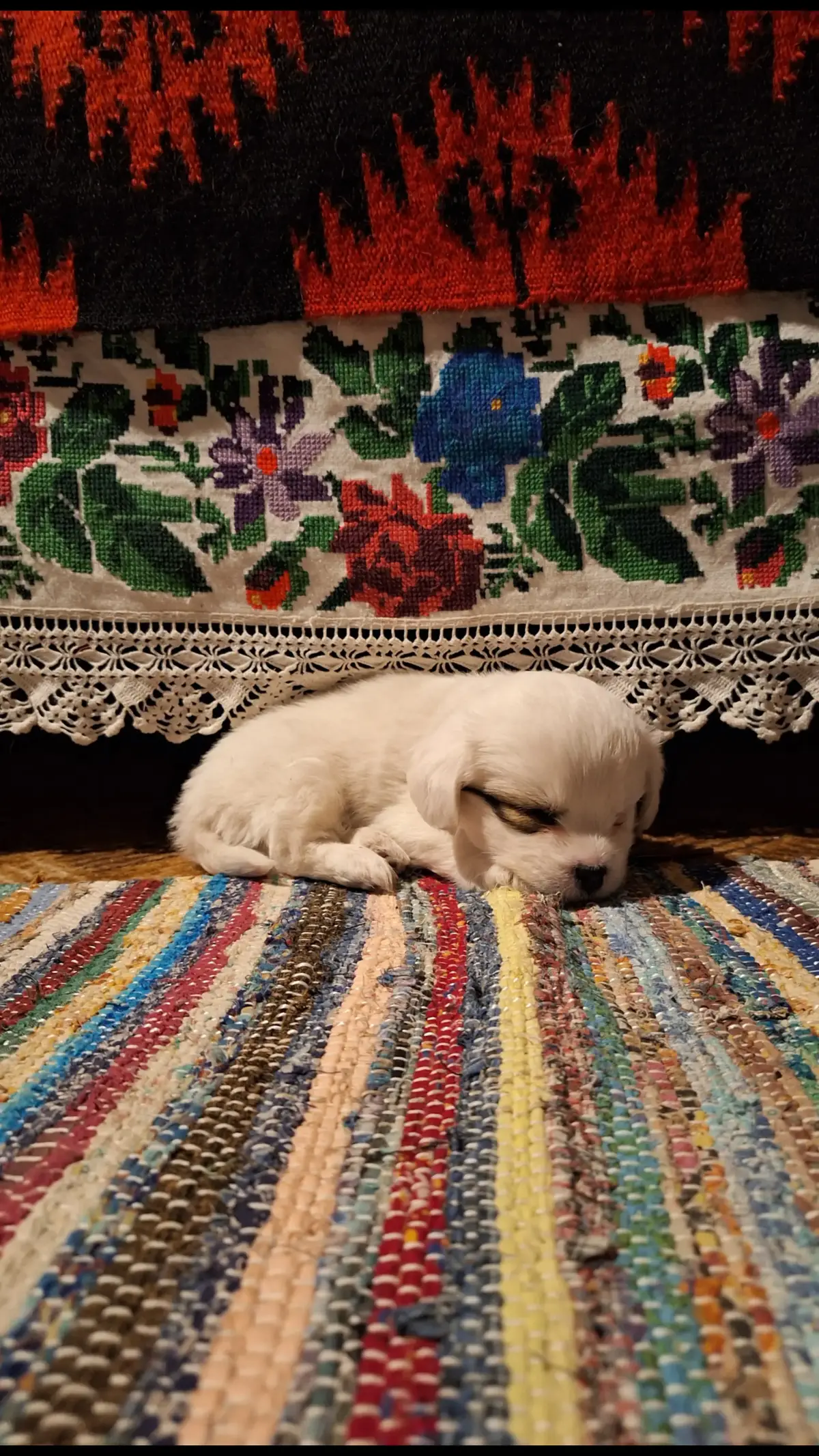 #lahodina #arbore #pietenicarenucuvanta #catelus #dogsoftiktok #dog #ForYou #ForYouPage #FYP #Trending #Explore #Discover #Viral #Inspiration #TravelVlog #Wanderlust #BucketList #BeautifulDestinations #TikTokRomania #View #Click #Travel #BucovinaTeIubesc #BucovinaRaiulMeu #BucovinaDePoveste #PovesteDinBucovina #BucovinaAutentică #DescoperăRomânia #FrumusețeaBucovinei #PeisajeDeBasme #SecreteleBucovinei #RomâniaAutentică #VibeDeBucovina #CălătorPrinBucovina #NatureLovers #HiddenGems #TravelGoals #DreamDestination #HiddenParadise #NatureInspiration #EscapeToBucovina #BucovinaWild  #BucovinaMagică #MyBeautifulBucovina #BucovinaColtDeRai #TinutDeBasm #BucovinaGradinaTraditiilor #ViațaLaȚară #TradițiiVii #ExploreazăBucovina #BucovinaMea #Bukowina #ObcinileBucovinei @Manuel Apostol 