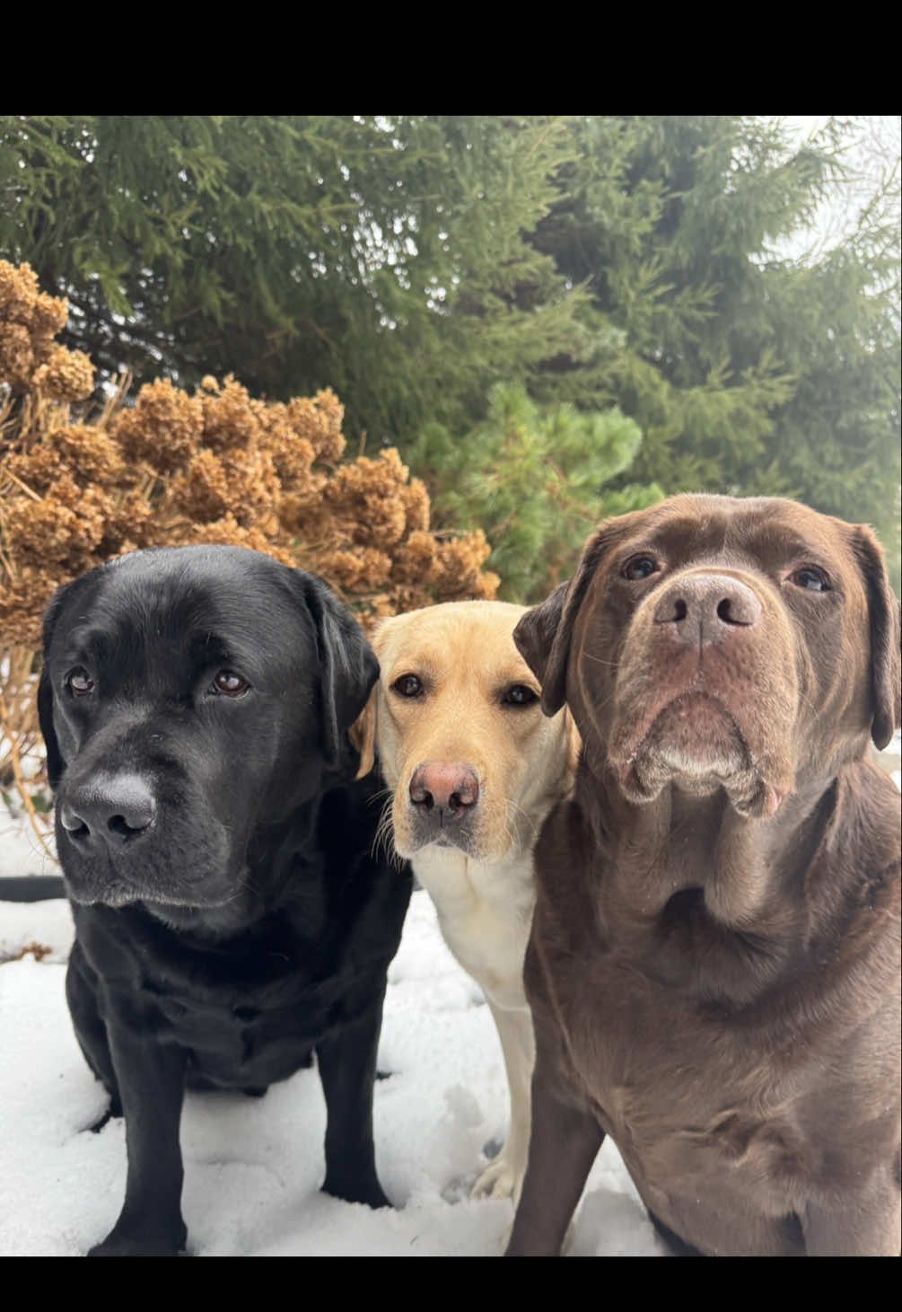A windy Sunday🖤💛🤎#wind #sunday #windyday ##Love #lovemydogs #labsoftiktok #lab love #labrador #bestdog #dog 