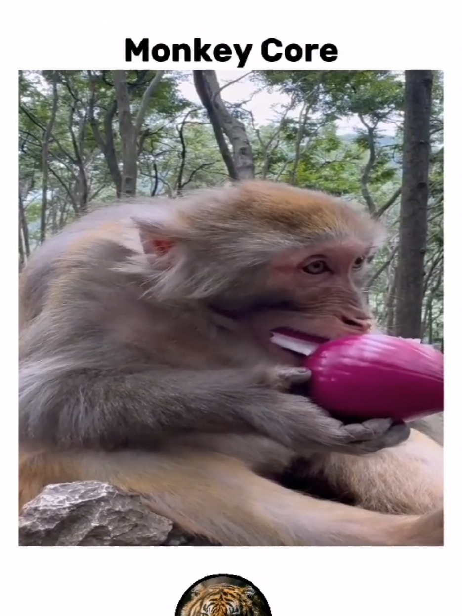 Monkey Core..  #monkey #animalsoftiktok 